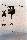 Click here to view this photograph